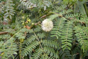 银合欢种子-瀚阳绿化