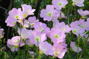 2024最新月见草报价 月见草价格 月见草多少钱一公斤？-瀚阳绿化