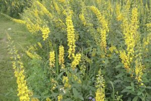 猪屎豆种子-瀚阳绿化