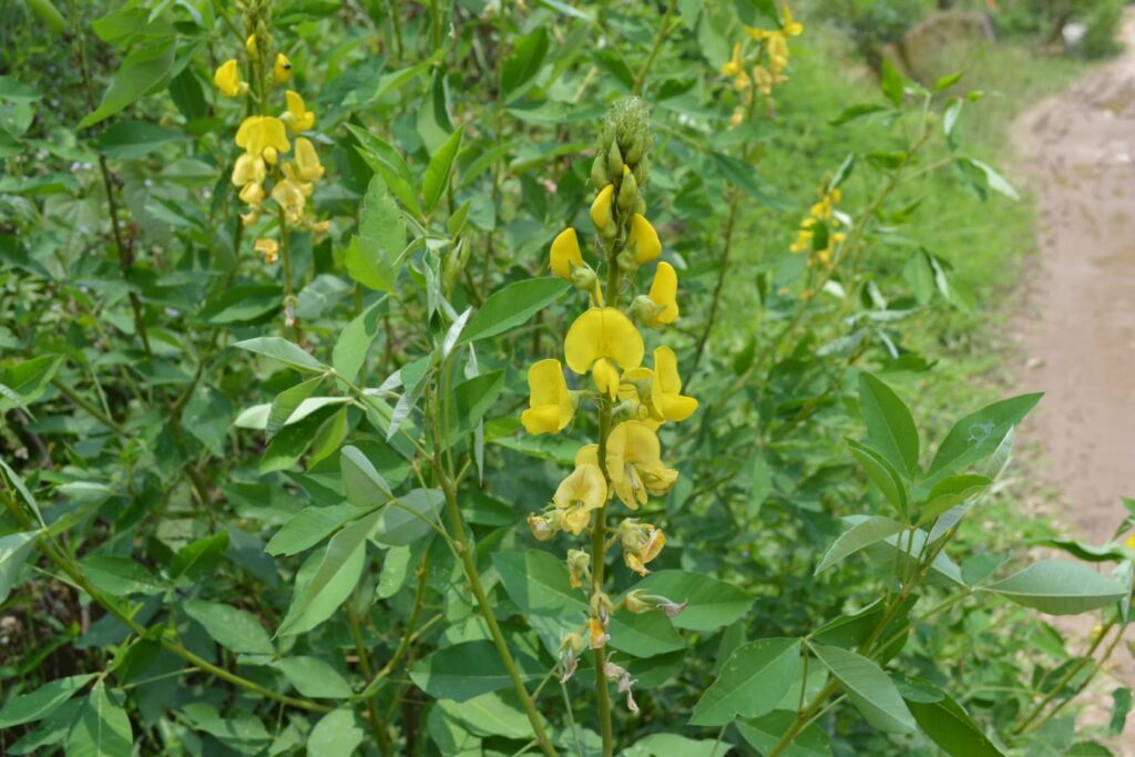 猪屎豆小灌木-瀚阳绿化