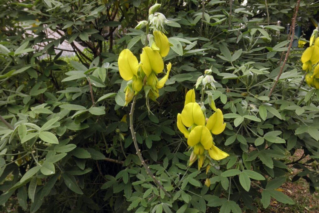 猪屎豆小灌木-瀚阳绿化