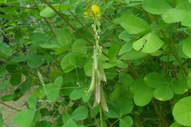 猪屎豆小灌木-瀚阳绿化