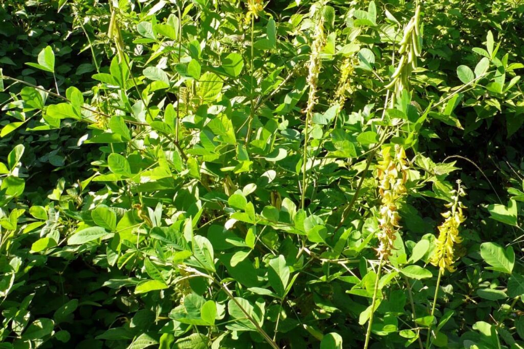 猪屎豆小灌木-瀚阳绿化