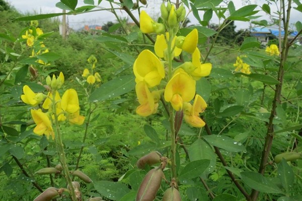 【小灌木种子】园林绿化 荒山复绿 护坡工程中常用的种子繁殖的小灌木-瀚阳绿化