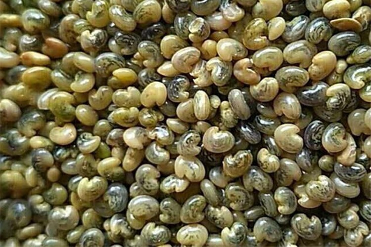 猪屎豆种籽-瀚阳绿化