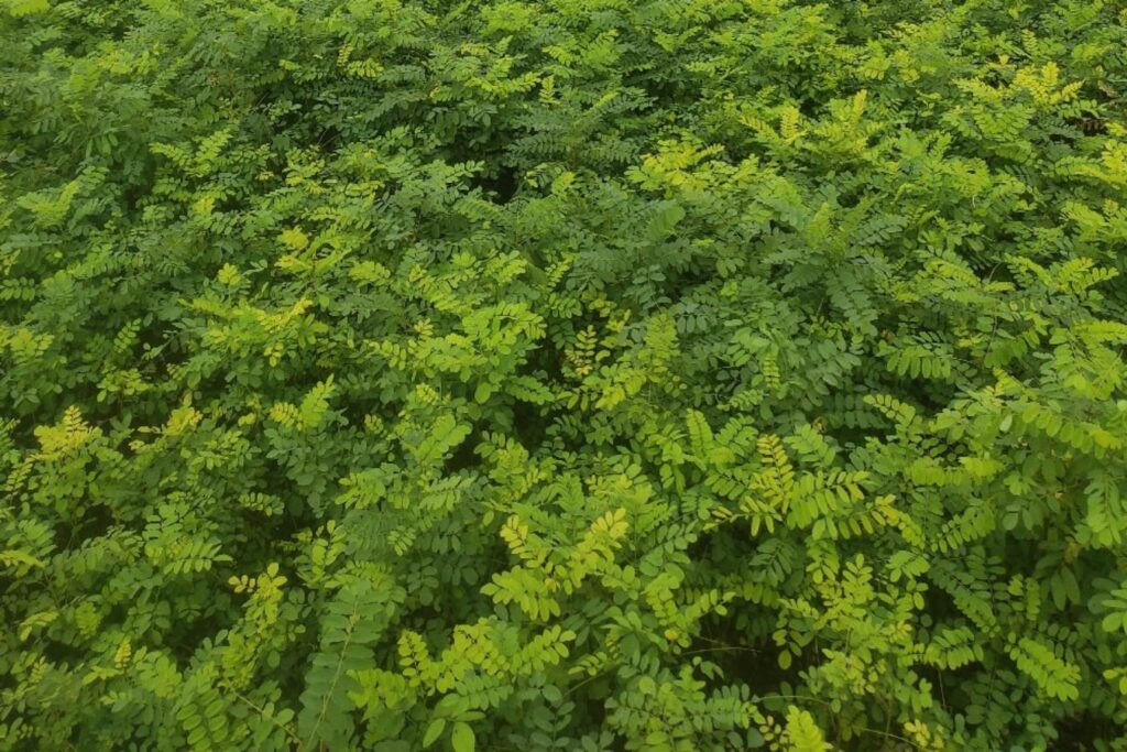 【小灌木种子】园林绿化 荒山复绿 护坡工程中常用的种子繁殖的小灌木-瀚阳绿化