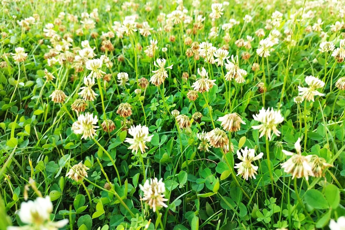 白三叶种子的播种方法与时间-种植资讯-瀚阳绿化