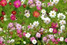 波斯菊种子有假的吗?市场上的波斯菊种子都是真的吗?-瀚阳绿化