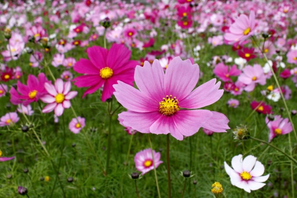 乡村道路两旁种什么花？-瀚阳绿化