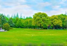 春季草坪修剪指南，每年一次的低修剪别忘了做-瀚阳绿化