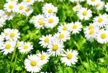 除虫菊种子 除虫菊种植方法-瀚阳绿化