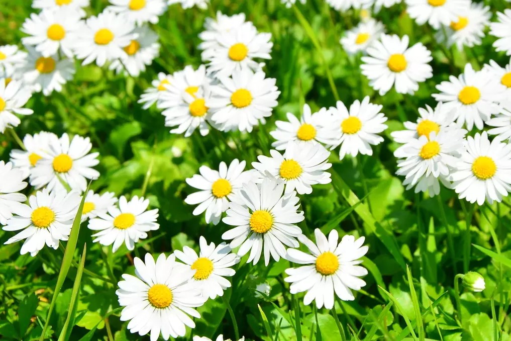 除虫菊种子 除虫菊种植方法-瀚阳绿化