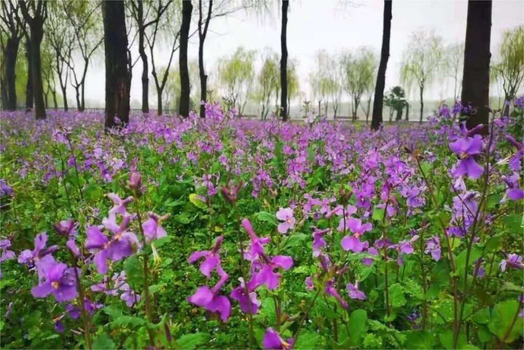 二月兰种植方法【由种子供应商瀚阳绿化提供信息】-瀚阳绿化