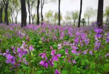 二月兰种植方法【由种子供应商瀚阳绿化提供信息】-瀚阳绿化