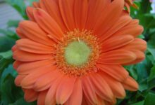 非洲菊种子 非洲菊的种植方法-瀚阳绿化