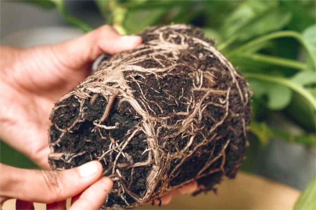 养花小妙招 自制生根水 让花开更艳丽-瀚阳绿化