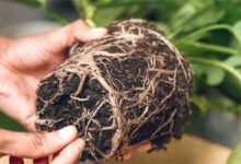 养花小妙招 自制生根水 让花开更艳丽-瀚阳绿化