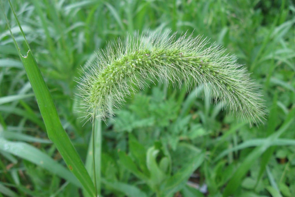 狗尾草种子 狗尾草的种植方法-瀚阳绿化