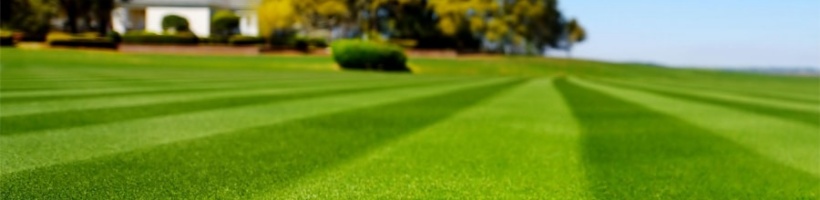 狗牙根种子 适合南方 暖季型草籽 高档草坪