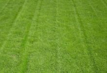 为什么有些草坪种子发芽率低?-瀚阳绿化