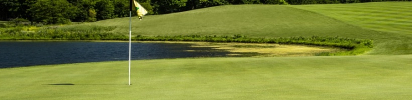 剪股颖种子 适合北方 冷季型草籽 高档草坪