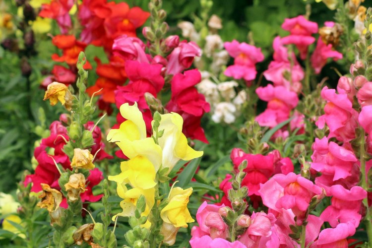 乡村道路两旁种什么花？-瀚阳绿化