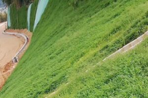 宽叶雀稗种子-瀚阳绿化