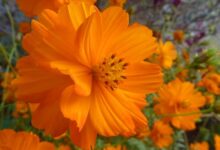 硫化菊种子 硫化菊种植方法-瀚阳绿化