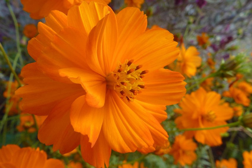 硫化菊种子 硫化菊种植方法-瀚阳绿化