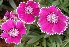 少女石竹种植方法【由瀚阳绿化提供】-瀚阳绿化