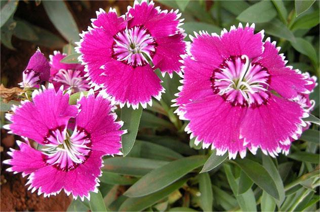 少女石竹种植方法【由瀚阳绿化提供】-瀚阳绿化