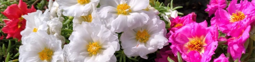 太阳花种子 公园景观 春季种花 阳台养花