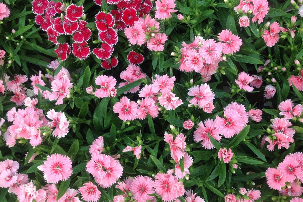 五彩石竹几月份开花-瀚阳绿化