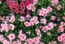 五彩石竹几月份开花?-瀚阳绿化