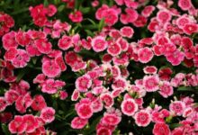 五彩石竹的养殖方法和注意事项-瀚阳绿化