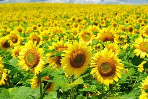 乡村道路两旁种什么花？-瀚阳绿化