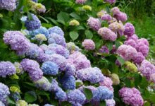 常见的灌木花卉有哪些?-瀚阳绿化