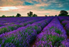 乡村道路两旁种什么花?-瀚阳绿化