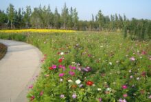 野花组合多少钱一平方米？-瀚阳绿化