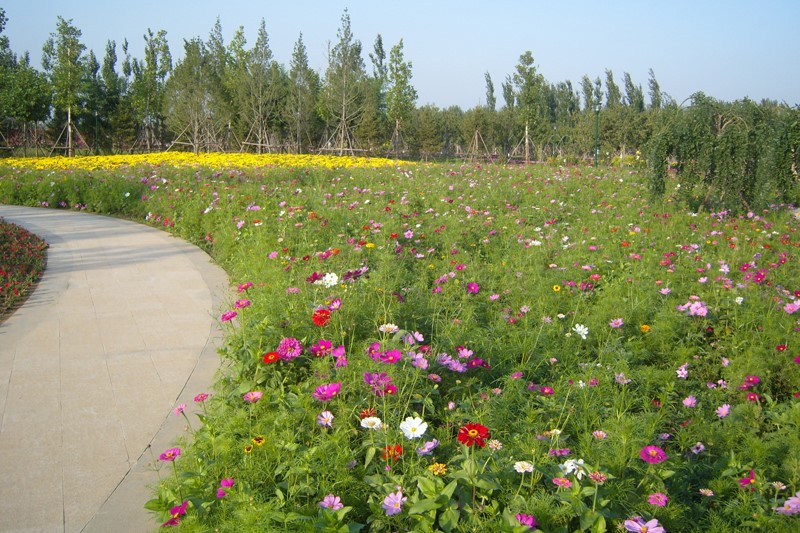 野花组合多少钱一平方米-瀚阳绿化