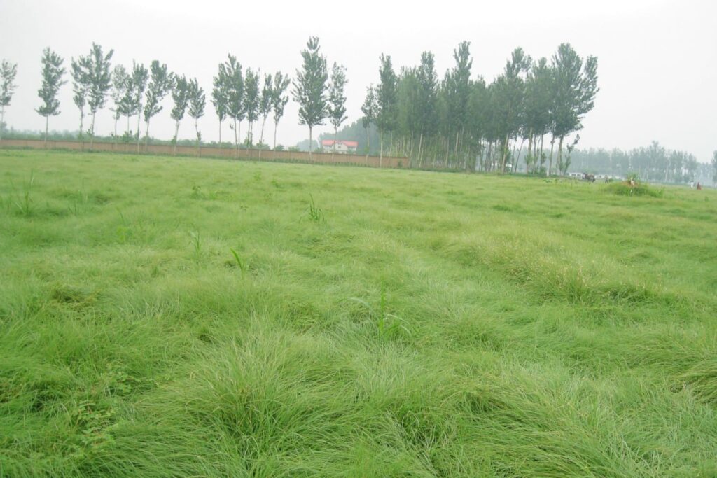 野牛草多少钱一斤 野牛草批发报价-瀚阳绿化