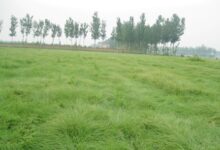 野牛草多少钱一斤? 野牛草批发报价-瀚阳绿化