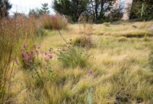 野牛草种子-瀚阳绿化