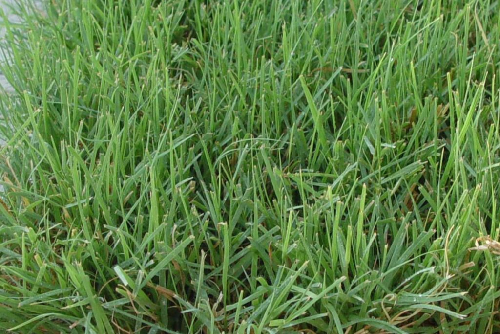 野牛草-瀚阳绿化