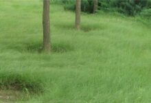 野牛草是暖季型还是冷季型?-瀚阳绿化