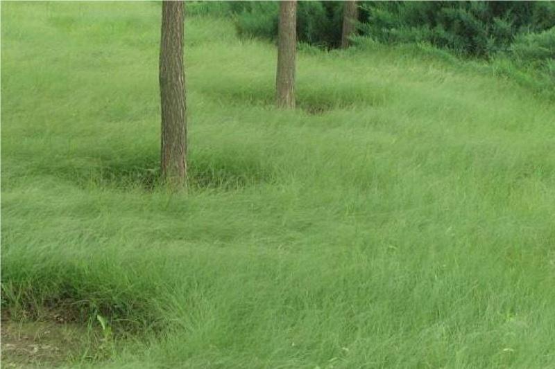 野牛草是暖季型还是冷季型-瀚阳绿化