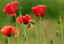 虞美人多少钱一斤虞美人批发价格-瀚阳绿化