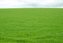 紫羊茅种子-瀚阳绿化