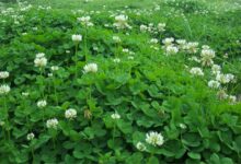 白三叶种子 种植时间与方法-瀚阳绿化