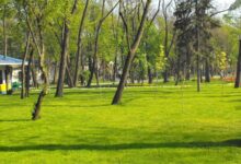 【草坪种子】专业科普草坪种子知识 种草前你需了解-瀚阳绿化